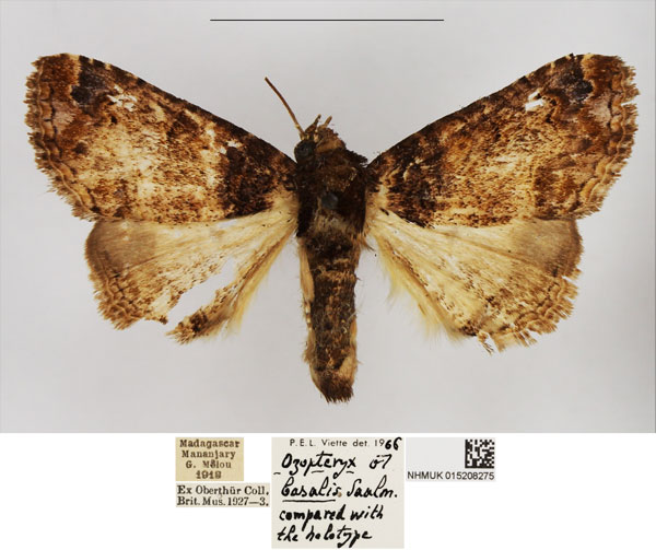 /filer/webapps/moths/media/images/B/basalis_Ozopteryx_AM_NHMUK.jpg