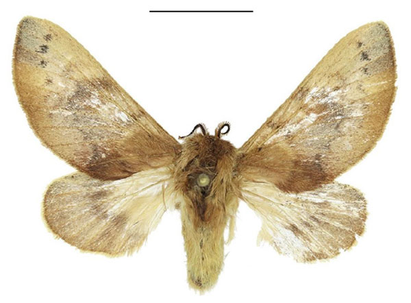 /filer/webapps/moths/media/images/B/basalis_Pseudometa_AF_ANHRT.jpg