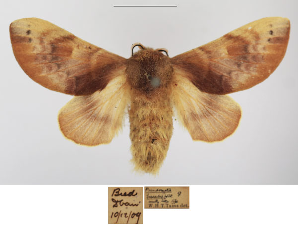 /filer/webapps/moths/media/images/B/basalis_Pseudometa_AF_TMSA_LrNWD5O.jpg