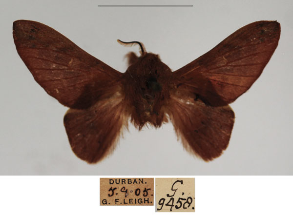 /filer/webapps/moths/media/images/B/basalis_Pseudometa_AM_TMSA.jpg