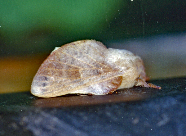 /filer/webapps/moths/media/images/B/basalis_Pseudometa_A_Roland_01.jpg