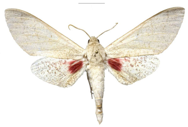 /filer/webapps/moths/media/images/B/basalis_Smerinthus_NT_EMEMa.jpg