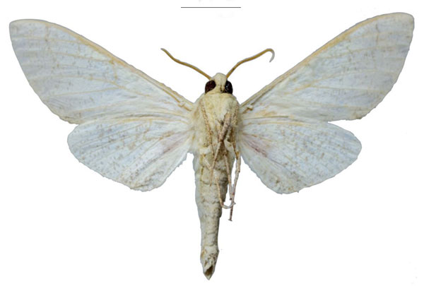 /filer/webapps/moths/media/images/B/basalis_Smerinthus_NT_EMEMb.jpg