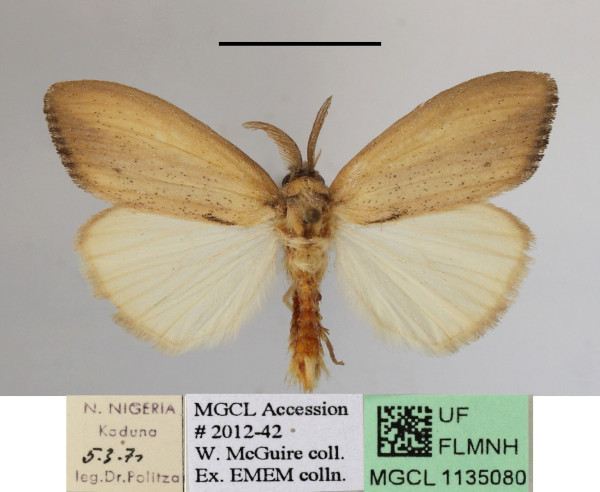 /filer/webapps/moths/media/images/B/bashfordae_Psalis_AM_MGCLa_01.JPG