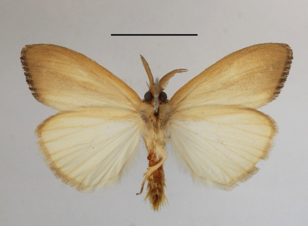 /filer/webapps/moths/media/images/B/bashfordae_Psalis_AM_MGCLb_01.JPG
