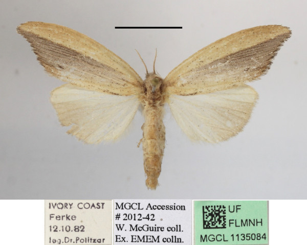 /filer/webapps/moths/media/images/B/bashfordae_Psalis_A_MGCLa_03.JPG