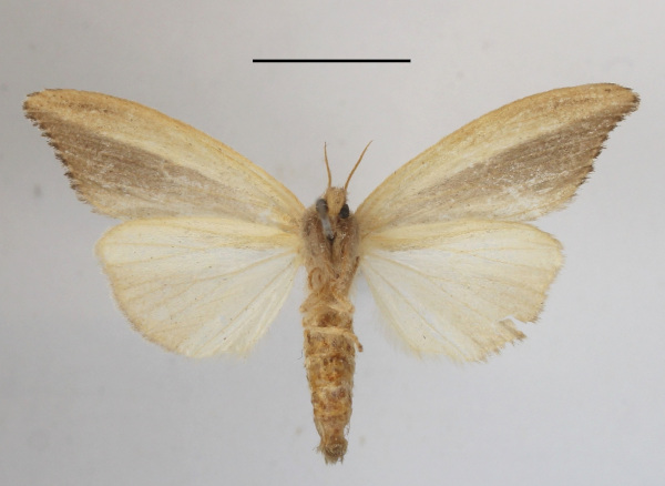 /filer/webapps/moths/media/images/B/bashfordae_Psalis_A_MGCLb_03.JPG
