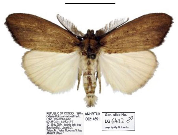 /filer/webapps/moths/media/images/B/bashfordae_Psalis_HT_ANHRT.jpg