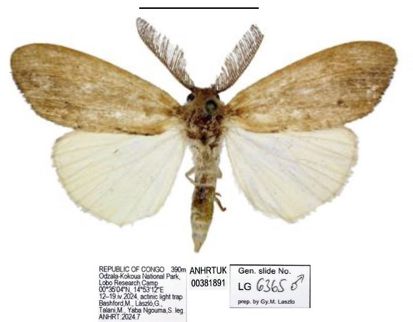 /filer/webapps/moths/media/images/B/bashfordae_Psalis_PTM_ANHRT_01.jpg