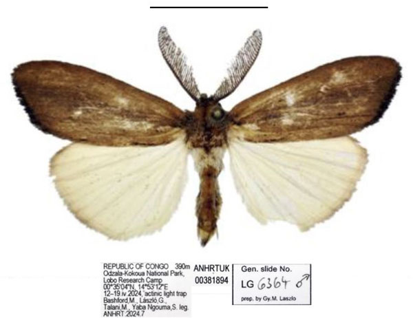 /filer/webapps/moths/media/images/B/bashfordae_Psalis_PTM_ANHRT_02.jpg