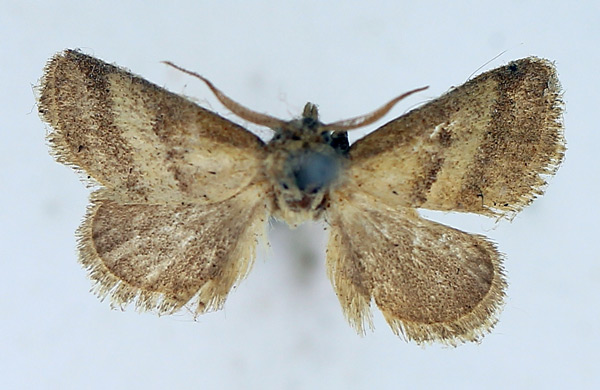 /filer/webapps/moths/media/images/B/basiclara_Halseyia_AM_TMSA_01.jpg