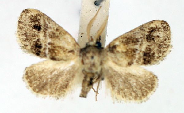 /filer/webapps/moths/media/images/B/basiclara_Halseyia_AM_TMSA_02.jpg