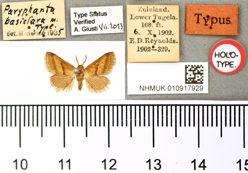 /filer/webapps/moths/media/images/B/basiclara_Paryphanta_HT_BMNH.jpg