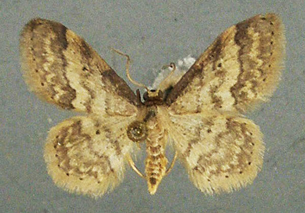 /filer/webapps/moths/media/images/B/basicostalis_Idaea_AF_TMSA_01.jpg