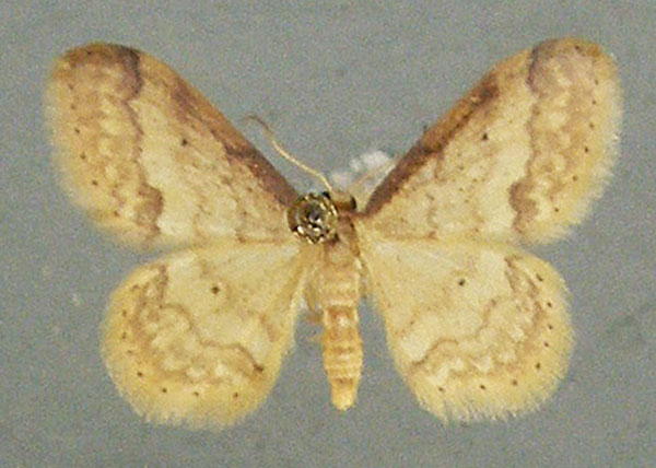 /filer/webapps/moths/media/images/B/basicostalis_Idaea_AF_TMSA_02.jpg