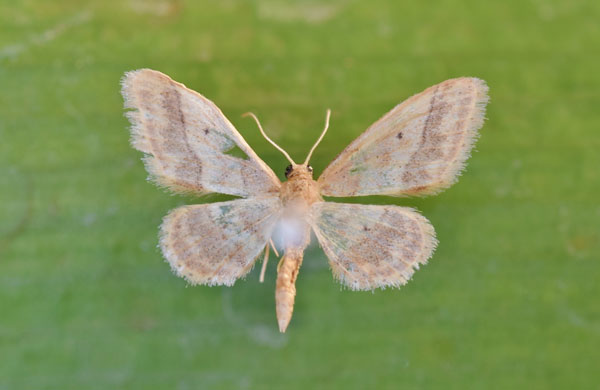 /filer/webapps/moths/media/images/B/basicostalis_Idaea_A_Butler.jpg