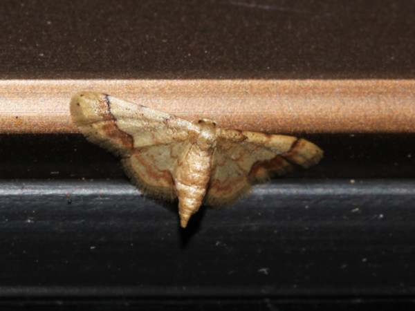 /filer/webapps/moths/media/images/B/basicostalis_Idaea_A_Roland.jpg