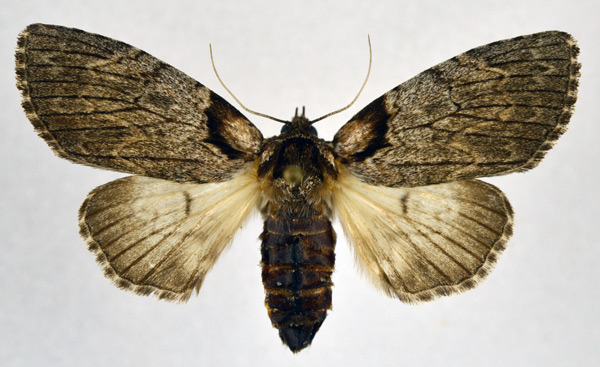 /filer/webapps/moths/media/images/B/basifascia_Procrateria_AF_NHMO.jpg