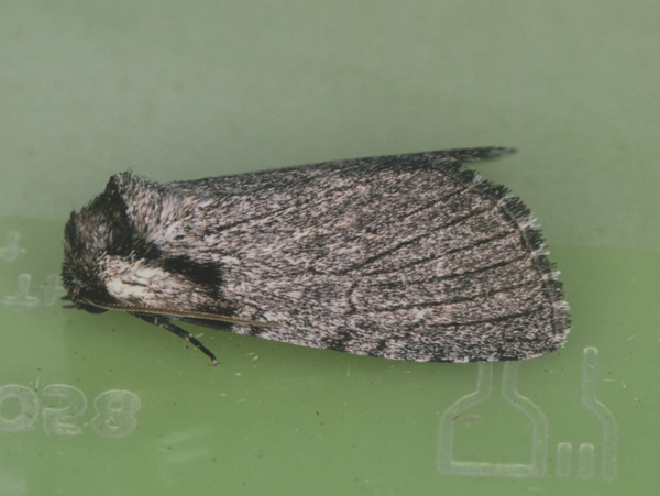 /filer/webapps/moths/media/images/B/basifascia_Procrateria_A_Roland_01.jpg