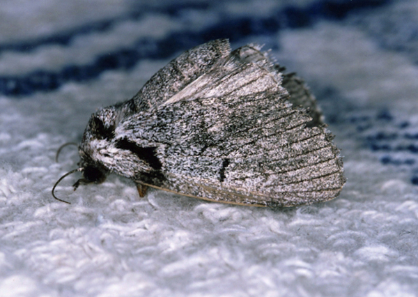 /filer/webapps/moths/media/images/B/basifascia_Procrateria_A_Roland_11.jpg