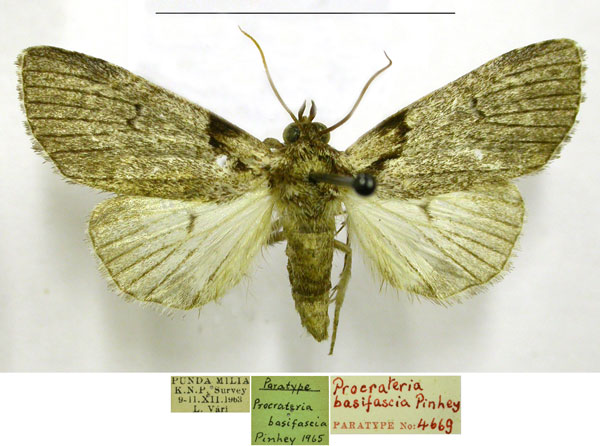 /filer/webapps/moths/media/images/B/basifascia_Procrateria_PTM_TMSA.jpg