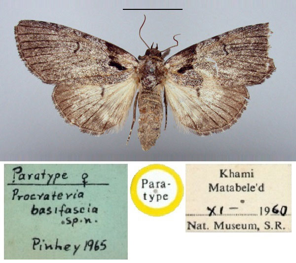 /filer/webapps/moths/media/images/B/basifascia_Procrateria_PT_BMNH.jpg