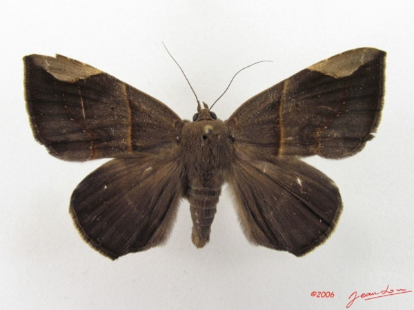 /filer/webapps/moths/media/images/B/basilewskyi_Achaea_A_Albert.jpg