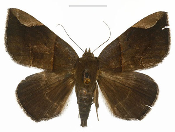 /filer/webapps/moths/media/images/B/basilewskyi_Achaea_A_DePrins.jpg