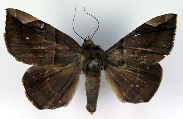 /filer/webapps/moths/media/images/B/basilewskyi_Achaea_A_RMCA.jpg