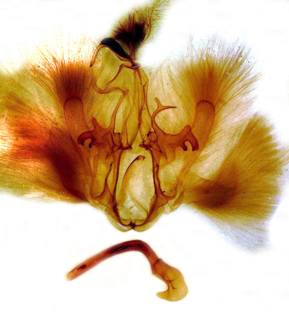 /filer/webapps/moths/media/images/B/basilewskyi_Achaea_GMPT_MSNM_686.jpg
