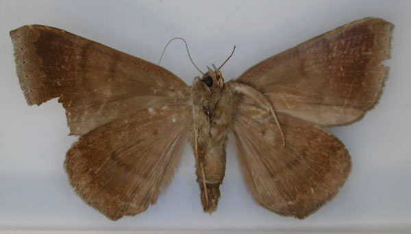 /filer/webapps/moths/media/images/B/basilewskyi_Achaea_HT_RMCA_02.jpg