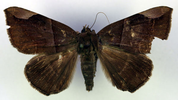 /filer/webapps/moths/media/images/B/basilewskyi_Achaea_HT_RMCA_03.jpg