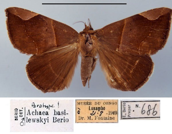 /filer/webapps/moths/media/images/B/basilewskyi_Achaea_PT_MSNM.jpg