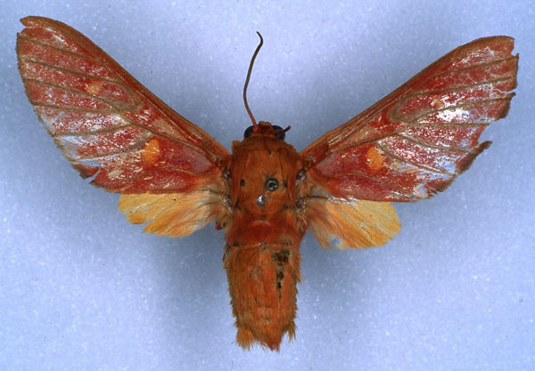/filer/webapps/moths/media/images/B/basilewskyi_Balacra_HT_RMCA_03.jpg