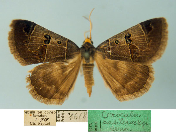 /filer/webapps/moths/media/images/B/basilewskyi_Cerocala_AM_MSNM.jpg