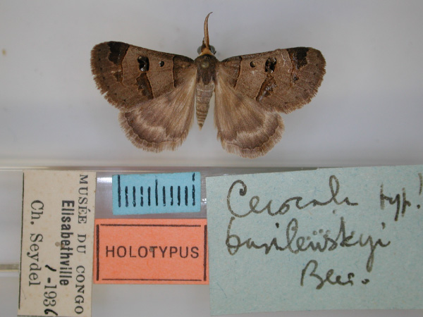 /filer/webapps/moths/media/images/B/basilewskyi_Cerocala_HT_RMCA_01.jpg