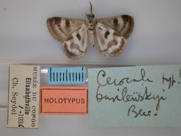 /filer/webapps/moths/media/images/B/basilewskyi_Cerocala_HT_RMCA_02.jpg