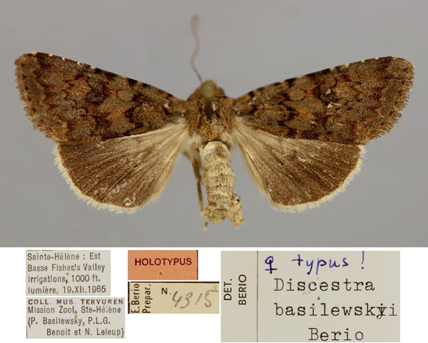 /filer/webapps/moths/media/images/B/basilewskyi_Discestra_HT_RMCAa.jpg