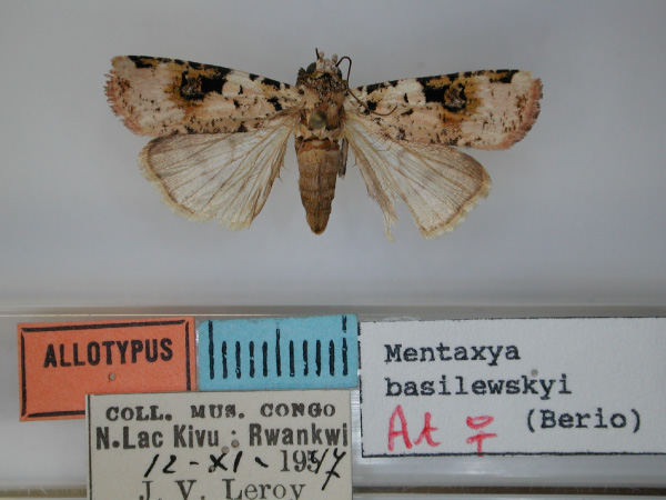 /filer/webapps/moths/media/images/B/basilewskyi_Mentaxya_AT_RMCA.jpg