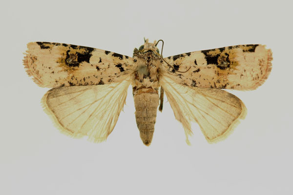 /filer/webapps/moths/media/images/B/basilewskyi_Mentaxya_AT_RMCA_02.jpg