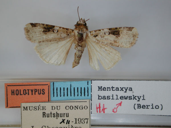 /filer/webapps/moths/media/images/B/basilewskyi_Mentaxya_HT_RMCA.jpg