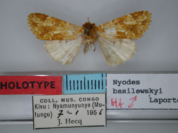 /filer/webapps/moths/media/images/B/basilewskyi_Nyodes_HT_RMCA.jpg