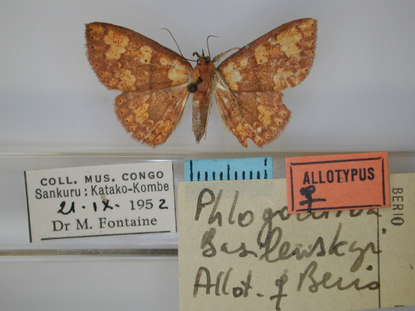 /filer/webapps/moths/media/images/B/basilewskyi_Phlogochroa_AT_RMCA_01.jpg