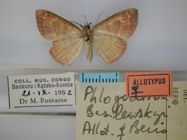 /filer/webapps/moths/media/images/B/basilewskyi_Phlogochroa_AT_RMCA_02.jpg