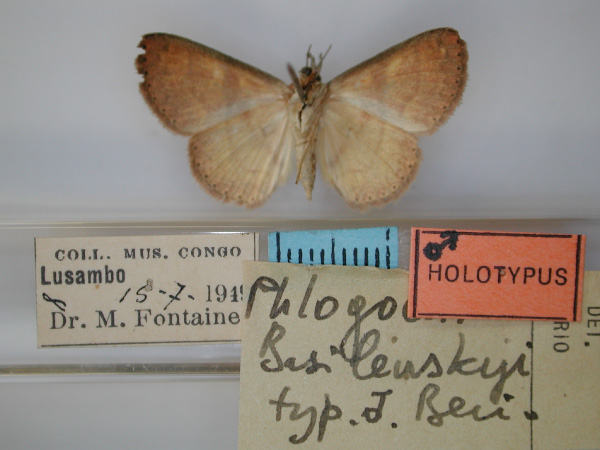 /filer/webapps/moths/media/images/B/basilewskyi_Phlogochroa_HT_RMCA_02.jpg