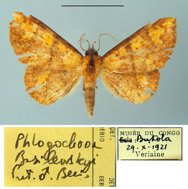 /filer/webapps/moths/media/images/B/basilewskyi_Phlogochroa_PT_MSNM.jpg
