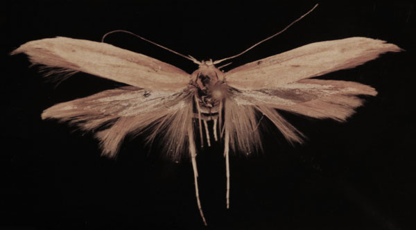 /filer/webapps/moths/media/images/B/basilicella_Scythris_HT_ZMUC.jpg