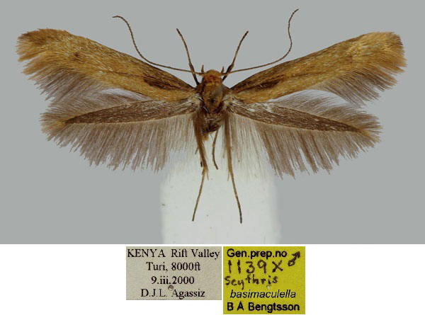 /filer/webapps/moths/media/images/B/basimaculella_Scythris_PT_BMNH_JsPKkNT.jpg