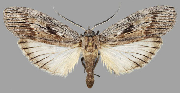 /filer/webapps/moths/media/images/B/basipuncta_Turnacoides_AF_MNHN.jpg
