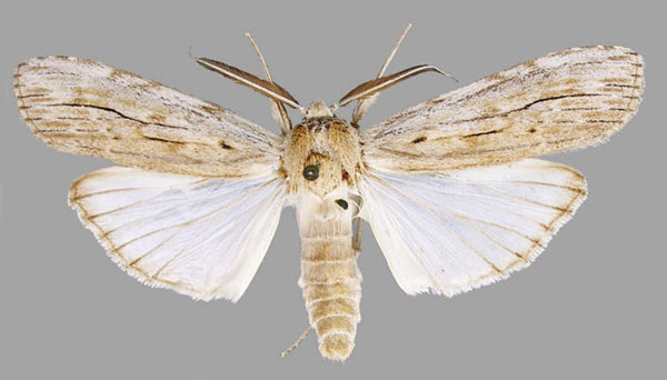 /filer/webapps/moths/media/images/B/basipuncta_Turnacoides_AM_MNHN.jpg
